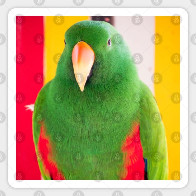 Male Eclectus Parrot (North East Australia) Magnet by Upbeat Traveler